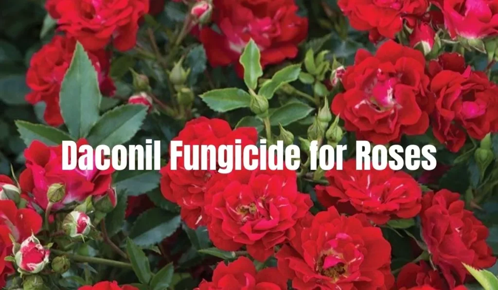 Daconil Fungicide for Roses