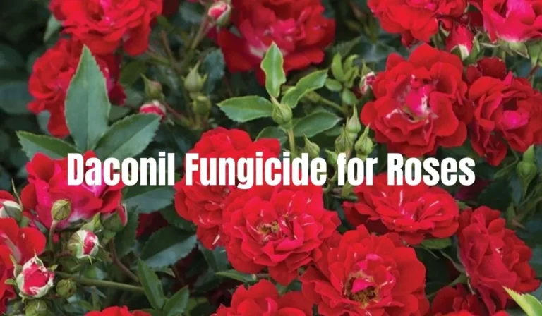 Daconil Fungicide for Roses: Keeping Your Garden Healthy and Beautiful