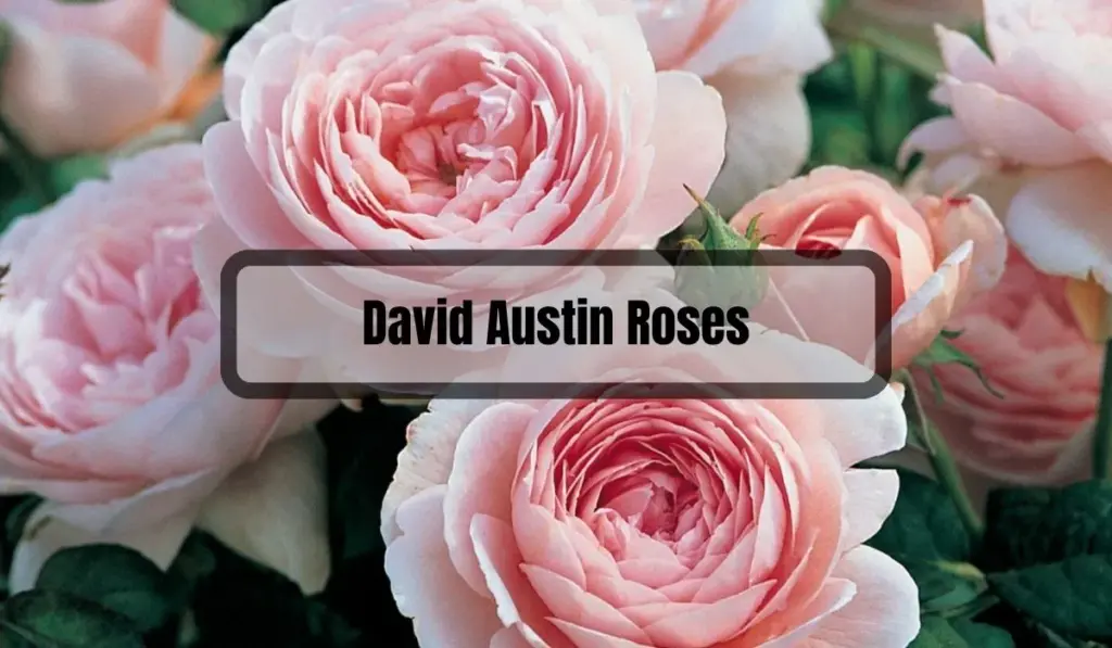 David Austin Roses Problems