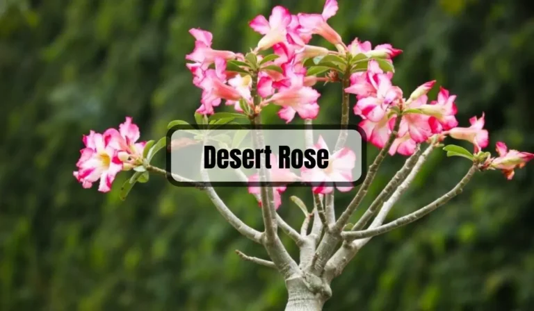 Desert Rose Problems: Common Issues and How to Solve Them