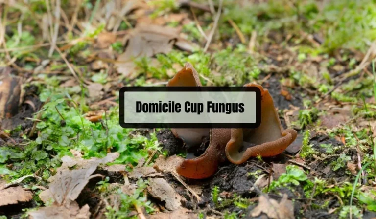 Domicile Cup Fungus: A Beginner’s Guide (You Never Knew Before)