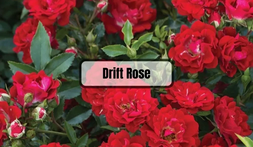Drift Rose Problems