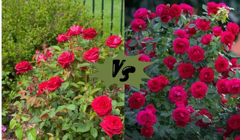 Easy Elegance Roses vs Knockout Roses: Which is the Better Choice for Your Garden?