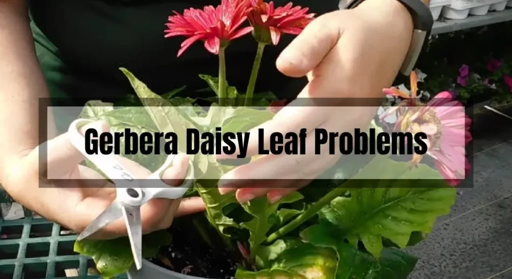 Gerbera Daisy Leaf Problems