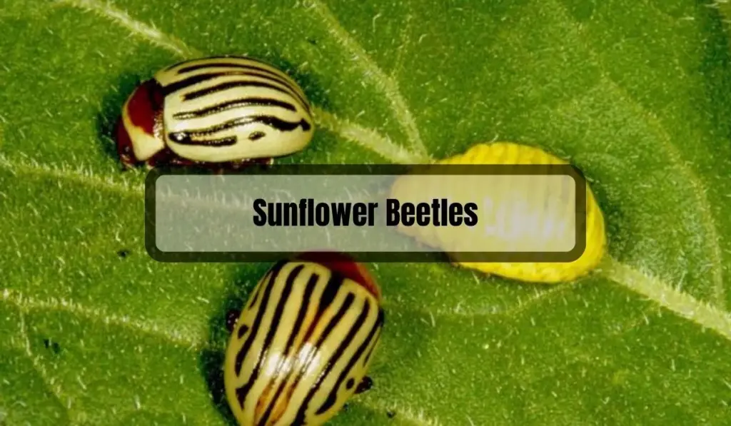 How to Get Rid of Sunflower Beetles