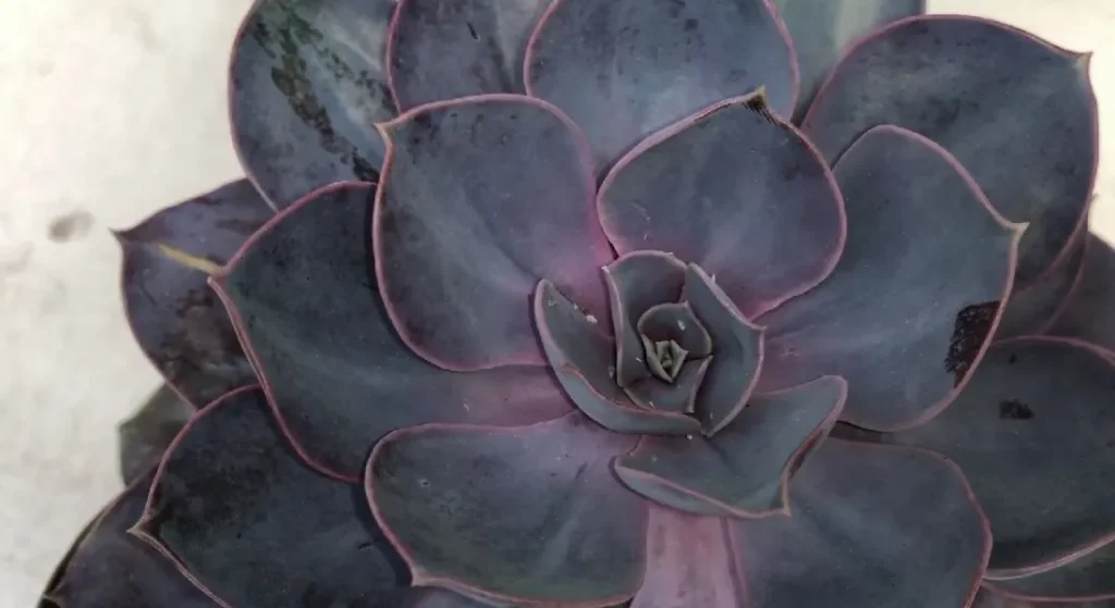 How to Care for Purple Succulents