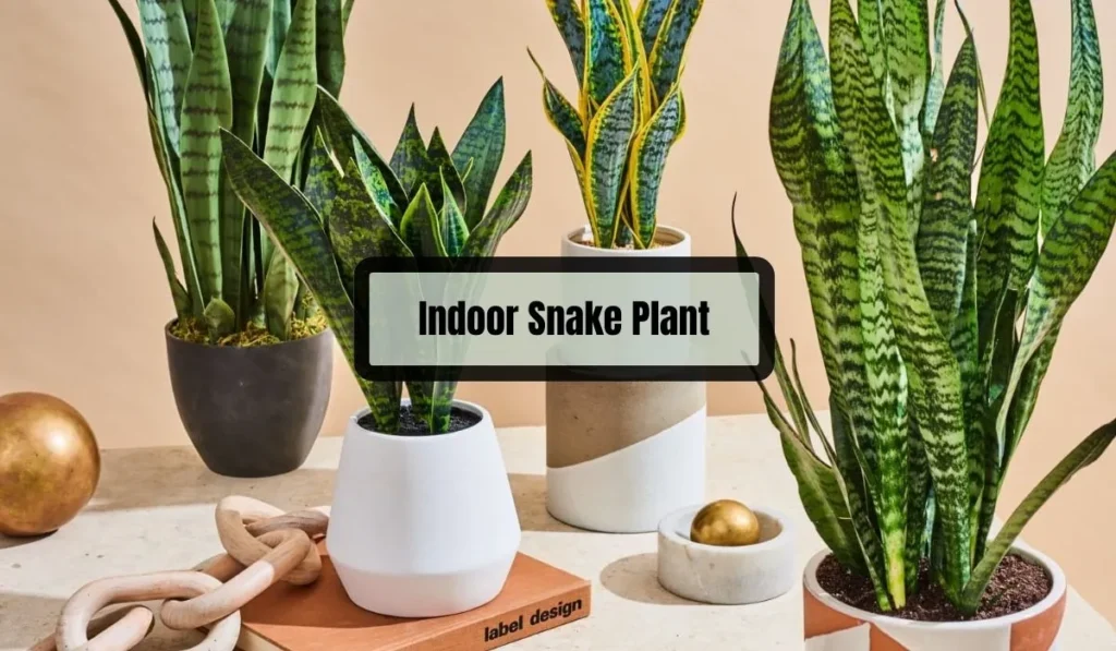 Indoor Snake Plant Care