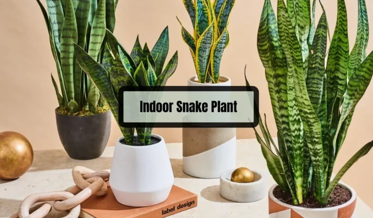 Indoor Snake Plant Care: Tips for Keeping Your Plant Healthy and Thriving