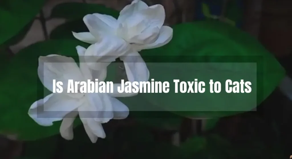 Is Arabian Jasmine Toxic to Cats