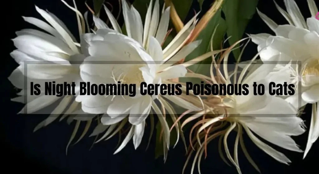 Is Night Blooming Cereus Poisonous to Cats