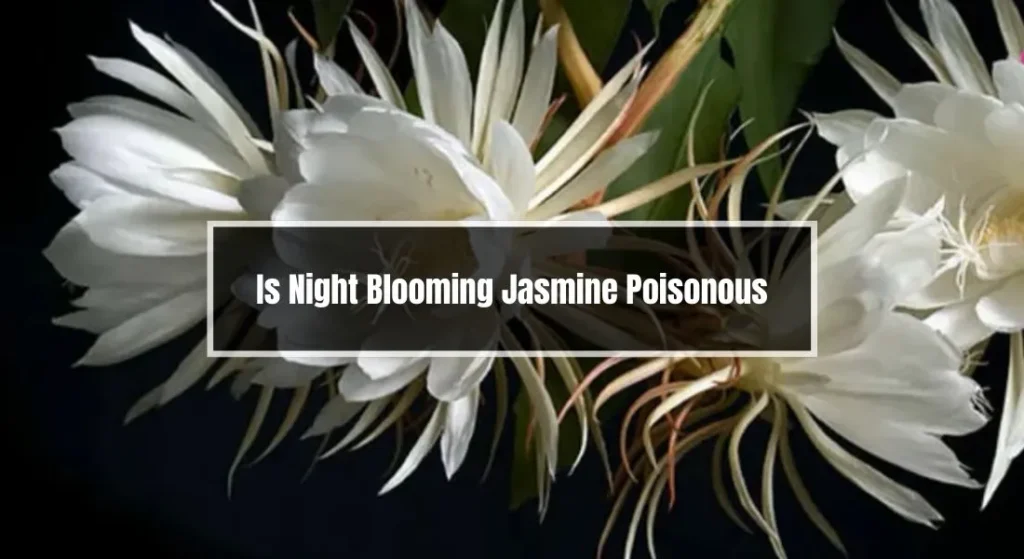 Is Night Blooming Jasmine Poisonous
