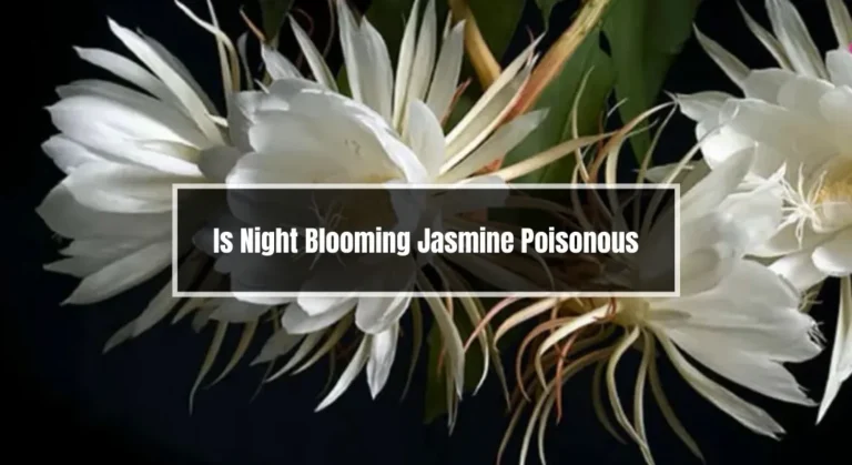 Is Night Blooming Jasmine Poisonous? Unravel the Truth Now