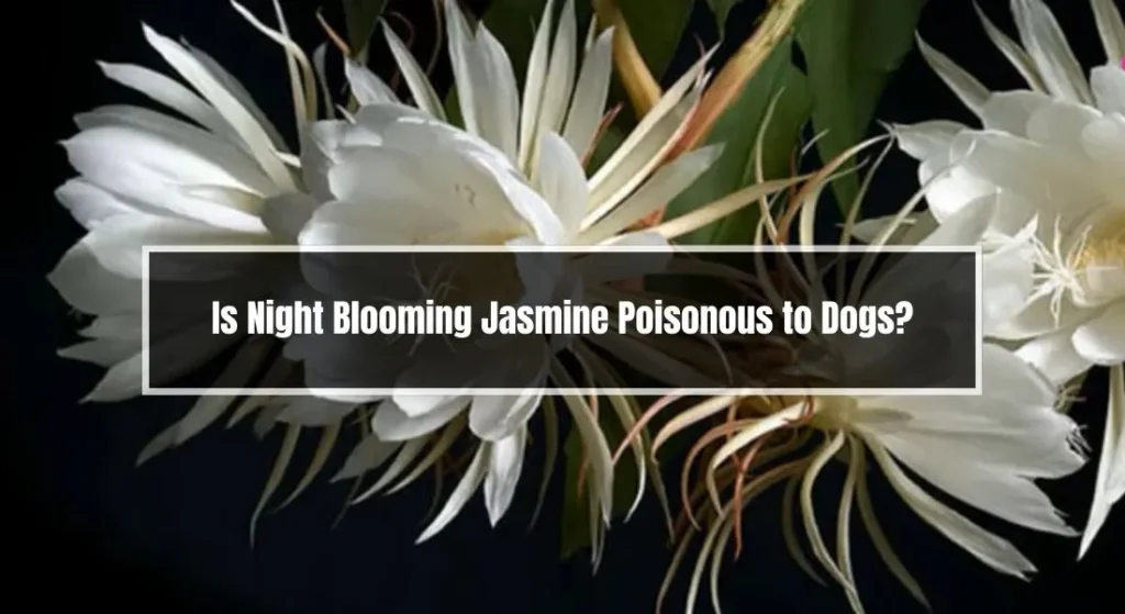 Is Night Blooming Jasmine Poisonous to Dogs
