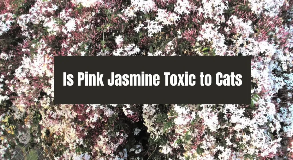Is Pink Jasmine Toxic to Cats