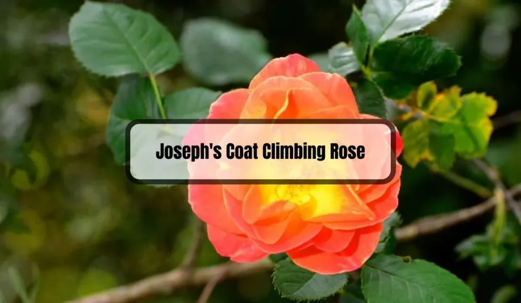 Joseph's Coat Climbing Rose