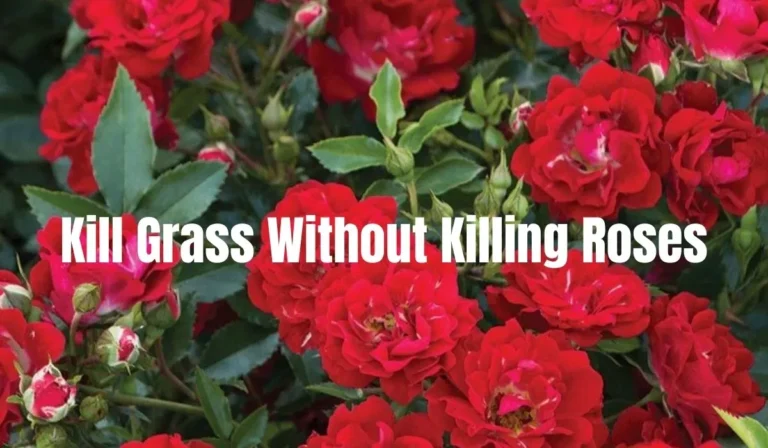 Maintain a Beautiful Garden: Kill Grass Without Harming Roses
