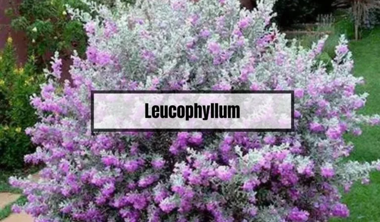 Leucophyllum: A Guide to Growing and Caring for the Desert Rose Sage