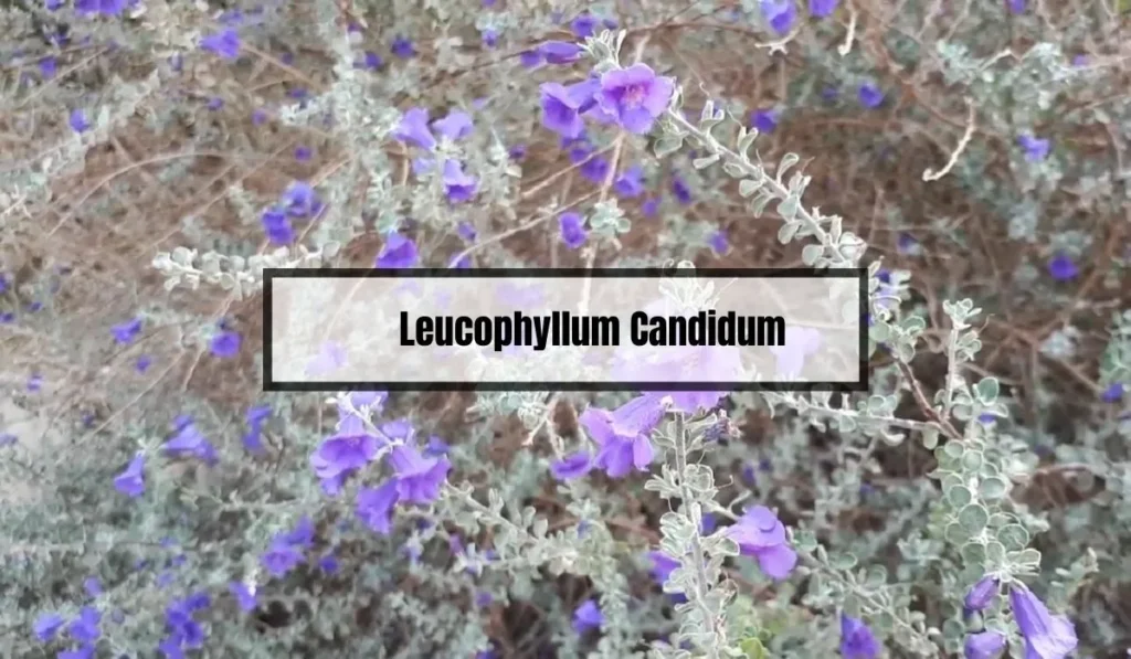 Leucophyllum Candidum