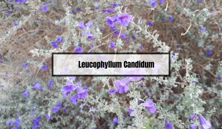 Leucophyllum Candidum: A Comprehensive Guide to Growing Texas Sage