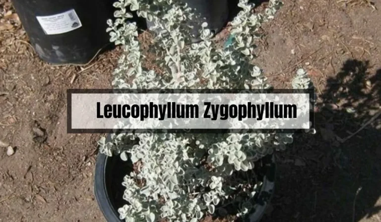 Leucophyllum Zygophyllum: A Comprehensive Guide to the Desert Willow Plant