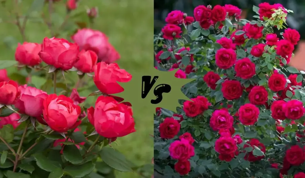 Oso Easy Roses vs Knockout Roses