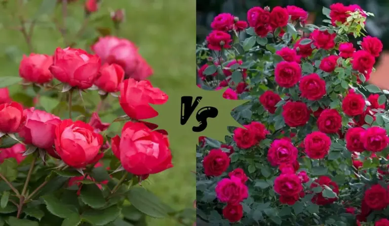 Oso Easy Roses vs Knockout Roses: Which is the Better Choice?