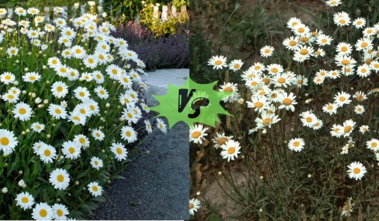 Ox Eye Daisy vs Shasta Daisy: A Comparison of Popular Garden Flowers