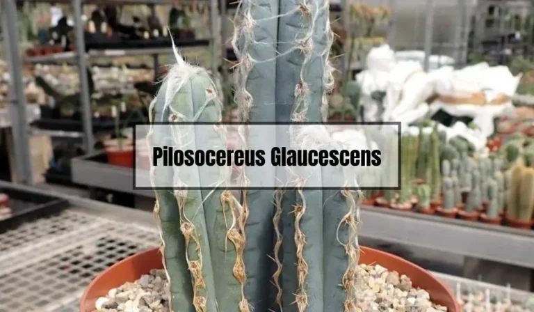 Pilosocereus Glaucescens: A Comprehensive Guide to the Blue Columnar Cactus