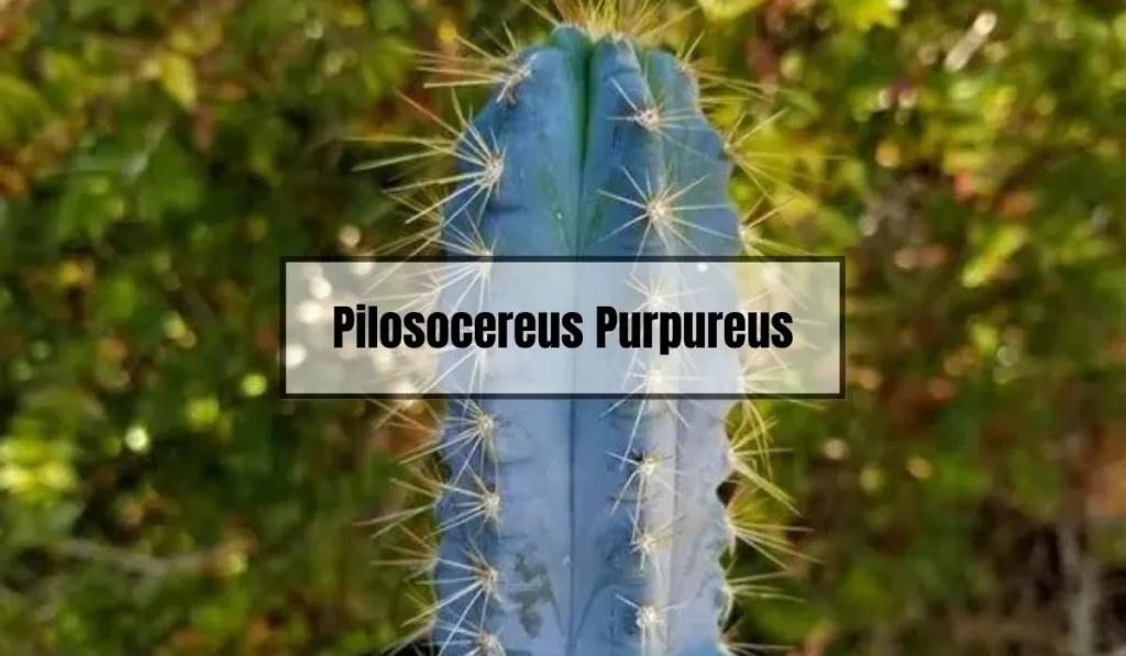 Pilosocereus Purpureus