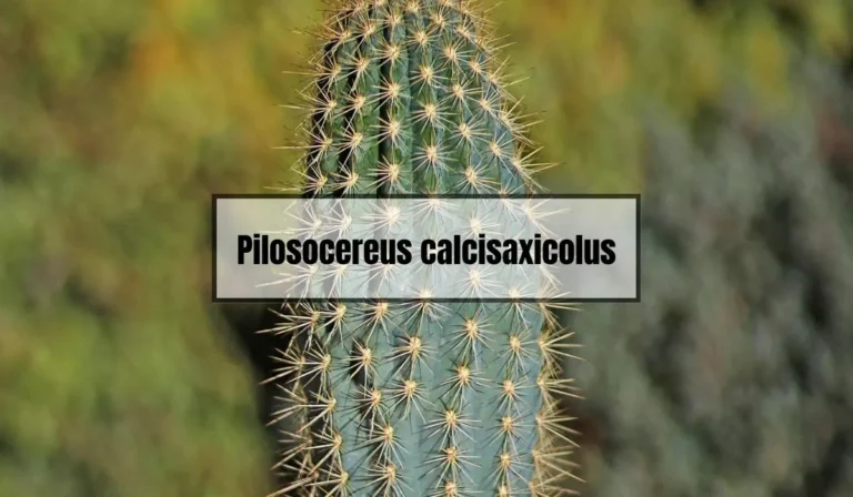 Pilosocereus Calcisaxicolus: A Rare Cactus Species Found in Brazil