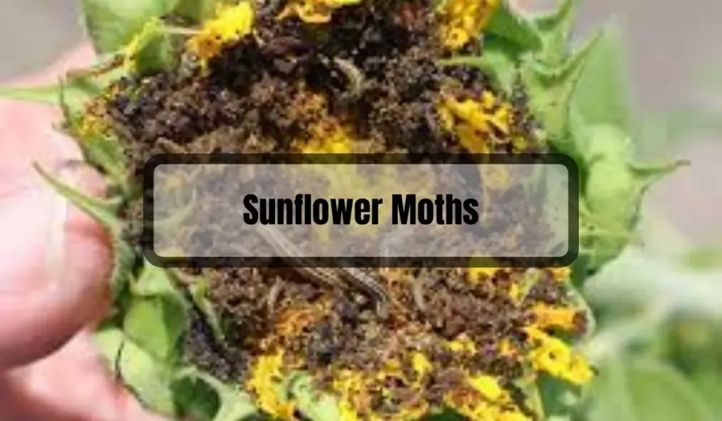 How to Get Rid of Sunflower Moths