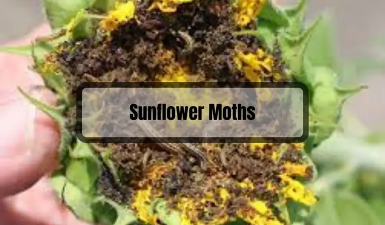 Say Goodbye to Sunflower Moths: Tips and Tricks for Effective Removal