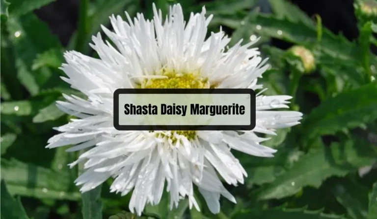 Shasta Daisy Marguerite: A Guide to Growing and Caring for this Beautiful Perennial