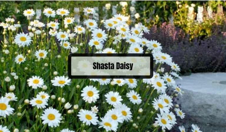 Shasta Daisy Problems: Common Issues and Easy Solutions