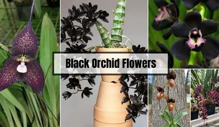 Black Orchid Flower: Characteristics and Symbolism
