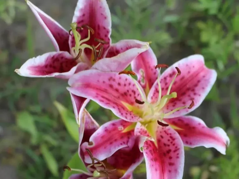 Are Oriental Lilies Poisonous to Cats: A Professional Guide