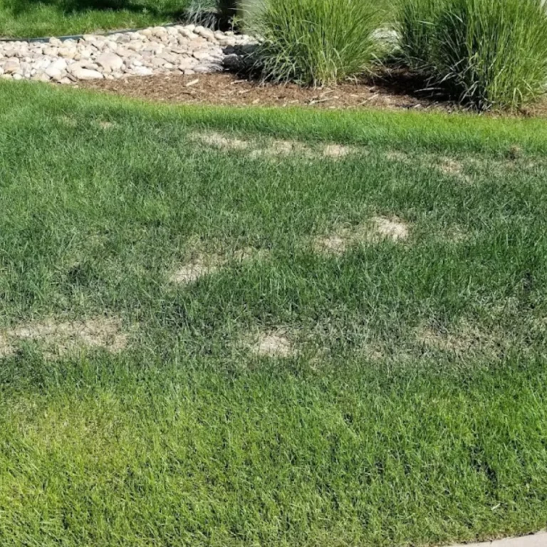 Does Pre Emergent Kill Grass Seed? Find Out Here