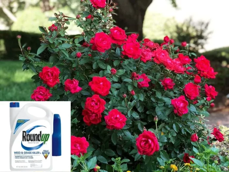 Understanding Roundup’s Impact on Rose Bushes: Will It Kill Them?