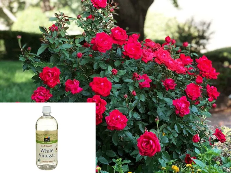 Will Vinegar Kill Rose Bushes