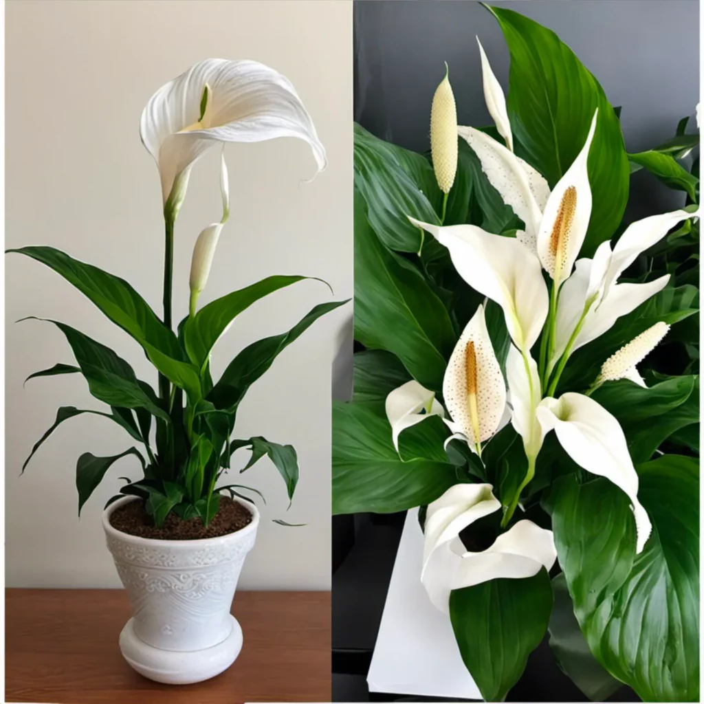 Comparing Death Lily and Peace Lily