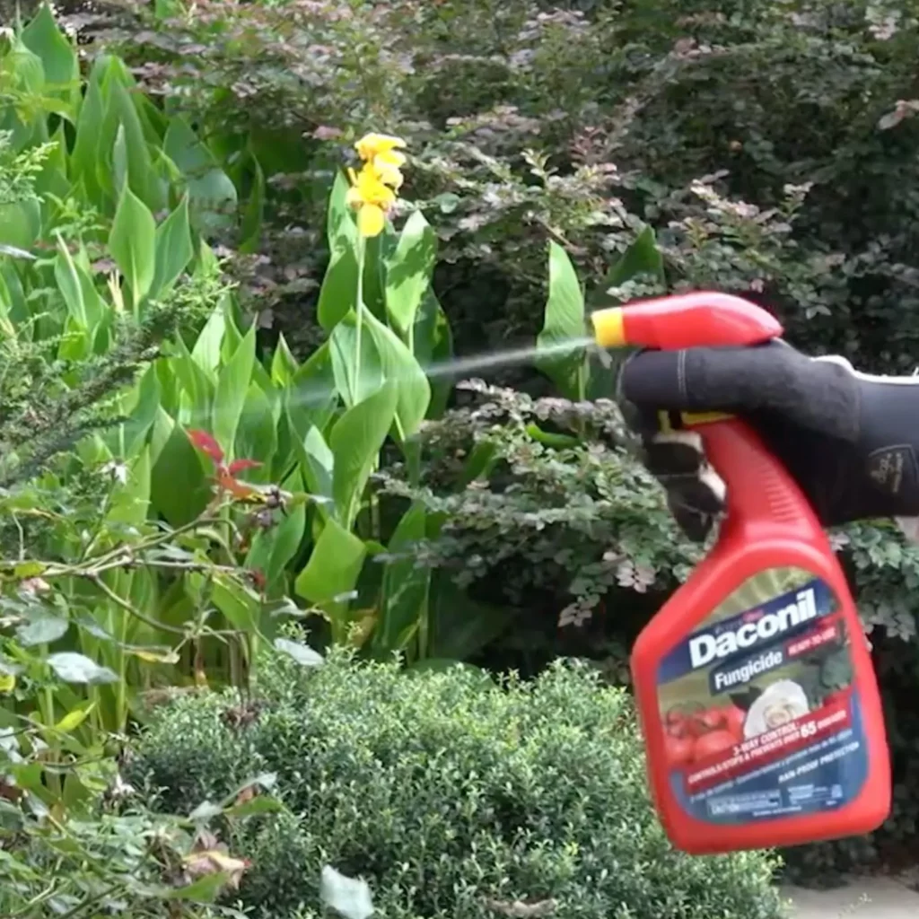 How to Use Daconil Fungicide for Roses