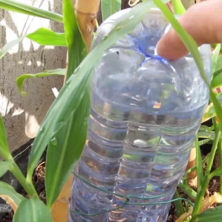 Discover the ‘No-Outside-Tap’ Garden Watering Hacks: 5 Smart Solutions