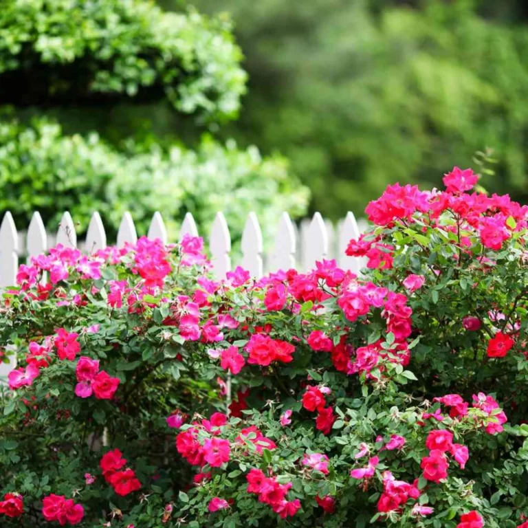 Knockout Roses Dying After Planting? Here’s What You Need to Know