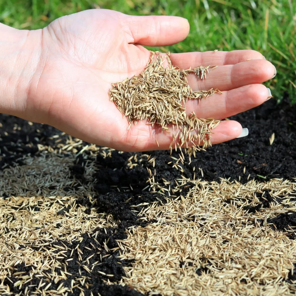 Precautions When Handling Grass Seed