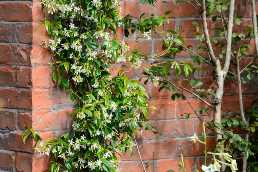 Preventing Wall Damage from Star Jasmine