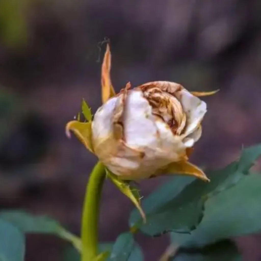 Protecting Your Rose Bushes from Roundup