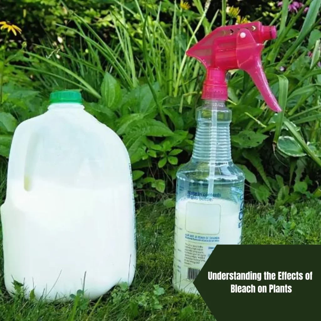 Understanding the Effects of Bleach on Plants