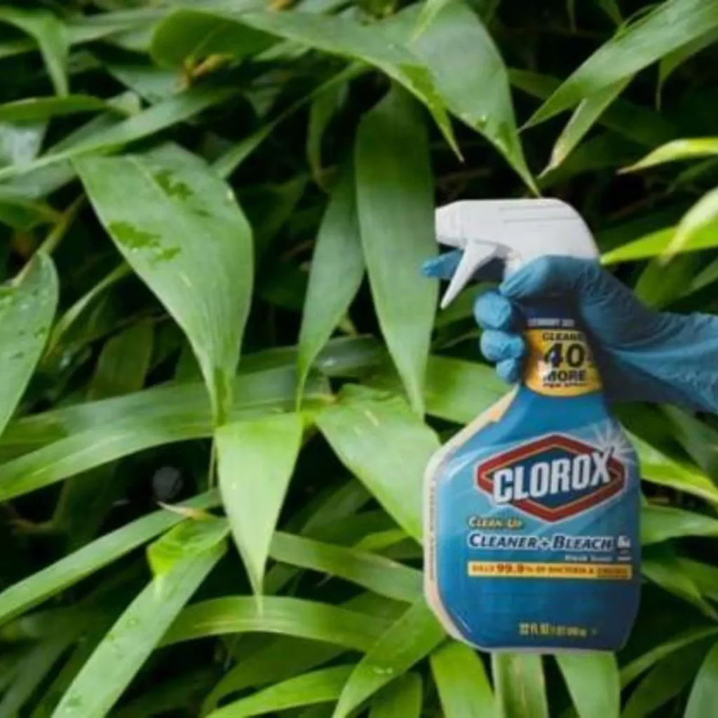 Will Diluted Bleach Kill Plants