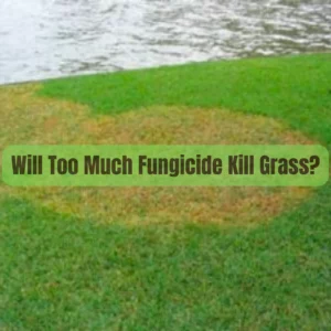 Will Too Much Fungicide Kill Grass