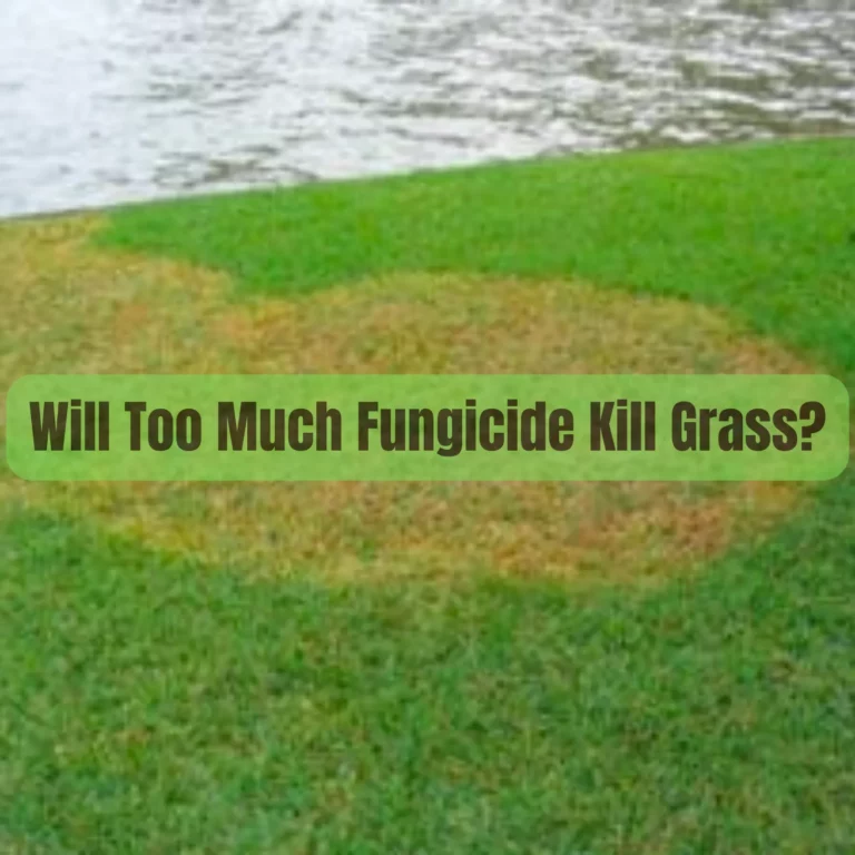 Have You Heard of the ‘Fungicide Overdose’ Trend? Discover Its Impact on Grass